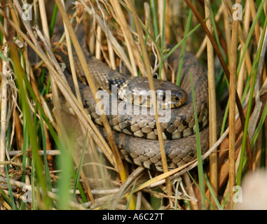 Ringelnatter in der Sonne auf der Wiese British Wildlife Centre Surrey Frühjahr 2007 Stockfoto