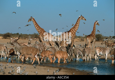 Gemischte Antilopen und Giraffen Kap Turteltauben und andere Vögel trinken am Wasserloch Etosha N P Namibia Stockfoto