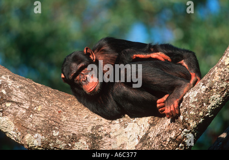 Schimpansen Pan Troglodytes sind arboreal terrestrischen Chimfunshi Schimpanse Waisenhaus Sambia West Central Africa Stockfoto