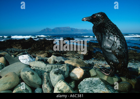 Jackass Pinguin Spheniscus Demersus bedeckt Vogel in Öl aus Ölpest vor der Küste von Südafrika Robben Island South Africa Stockfoto