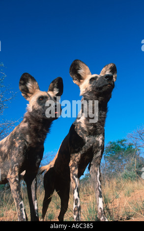 Afrikanischer wilder Hund LYKAON Pictus Endangered Sub-Sahara-Afrika Stockfoto
