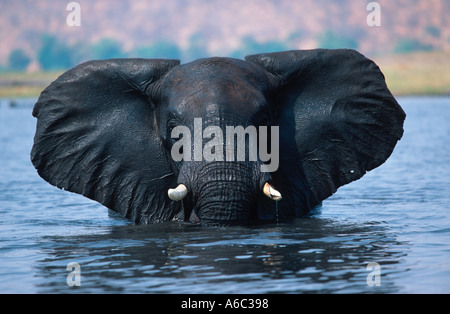 Afrikanischer Elefant Loxodonta Africana Stier Young in aggressiven Haltung Chobe Fluss Chobe N P Botswana überqueren Stockfoto