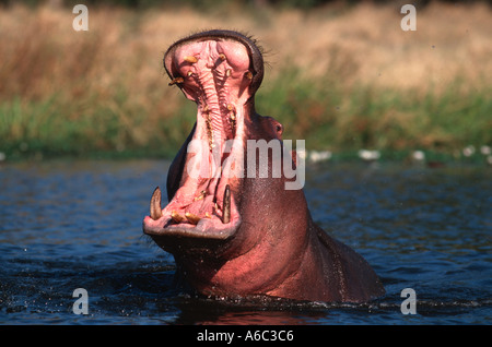 Nilpferd Hippopotamus Amphibius ist Aggression gezeigt, von Mund zu öffnen und Anzeigen von Zähnen Sub-Sahara-Afrika Stockfoto