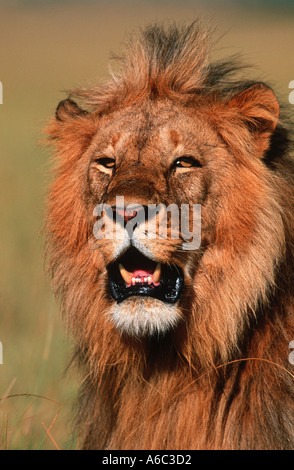 Löwe Panthera Leo Porträt der männlichen Sub-Sahara-Afrika Stockfoto