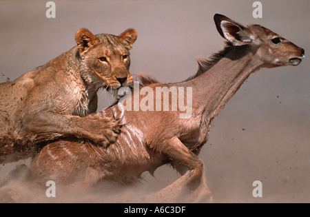Löwe Panthera Leo Löwin bringt junge Kudu, Etosha N P Namibia Sub-Sahara-Afrika Stockfoto