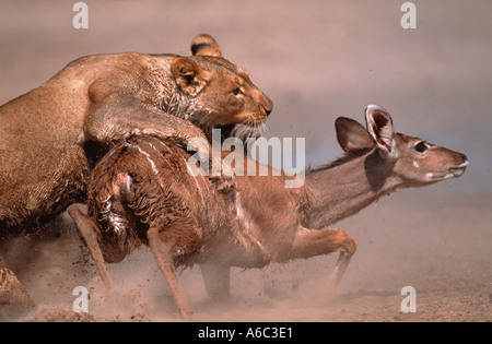 Löwe Panthera Leo Löwin bringt junge Kudu, Etosha N P Namibia Sub-Sahara-Afrika Stockfoto