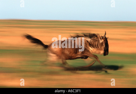 Blaue Gnus Connochaetes Taurinus Running Masai Mara N R Kenia südlichen Ostafrika Stockfoto