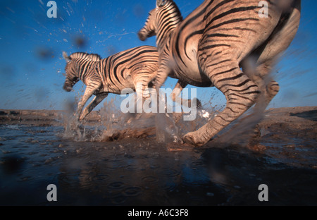 Burchells Zebra Equus Burchelli Panik am Wasserloch Etosha N P Namibia zentralen östlichen Südafrika Stockfoto