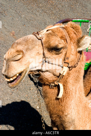 Lanzarote. Ein Kamel lächelt, als er erwartet seinerseits an der Ruta de Los Camellos Kamel in den Parque National Timanfaya Fahrten Stockfoto