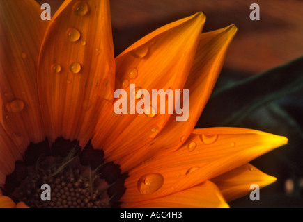 Nach einer Dusche Tropfen Regen auf die Blütenblätter einer Blume Gelb gazania Stockfoto