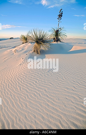 White Sands National Monument, New mexico Stockfoto