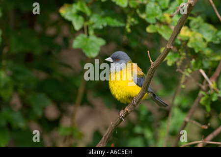 Patagonische Sierra Finch Phrygilus Patagonicus Tierra Del Fuego Argentinien Januar 2007 Stockfoto