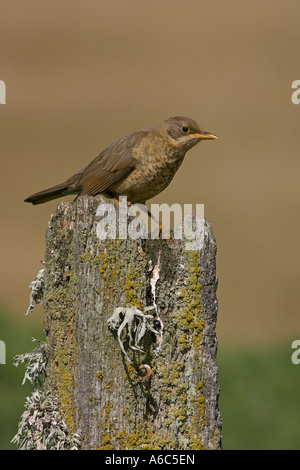 Austral Soor oder Falkland Soor Turdus Falcklandii juvenile neue Insel Falklandinseln Januar 2007 Stockfoto