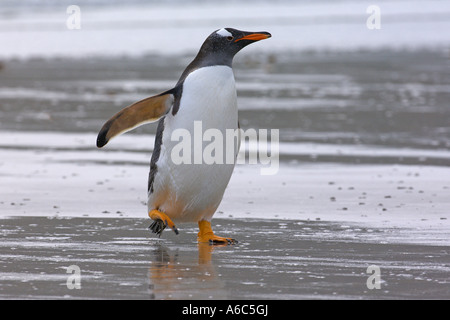 Gentoo Penguin Pygoscelis Papua Erwachsenen an Land kommen Karkasse Insel Falklandinseln Januar 2007 Stockfoto