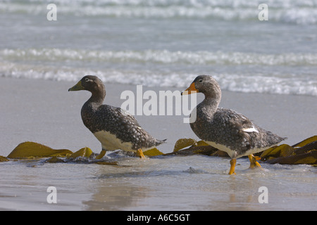 Falkland-Inseln flugunfähigen Dampfer Ente Tachyeres Brachypterus paar am Strand Stockfoto