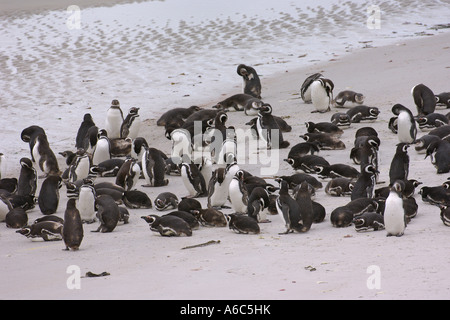 Magellanic Penguin Spheniscus Magellanicus-Gruppe am Strand Gypsy Cove East Falkland Island Januar 2007 Stockfoto