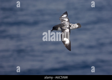 Pintado oder Cape Petrel Daption Capense im Flug Drakestraße südlichen Ozean Antarktis Januar 2007 Stockfoto