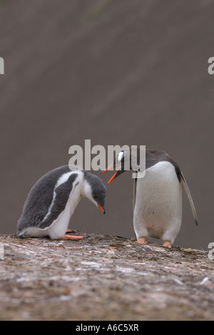 Gentoo Penguin Pygoscelis Papua Erwachsener und Küken Stromness Südgeorgien Antarktis Januar 2007 Stockfoto