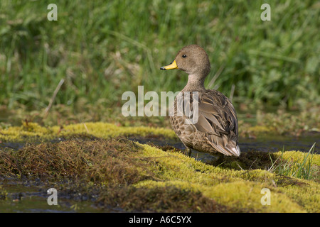 Süd-Georgien oder gelbe abgerechneten Pintail Anas Georgica Südgeorgien Antarktis Stockfoto