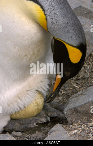 König Pinguin Aptenodytes Patagonicus Erwachsene drehen Ei Salisbury Plain Südgeorgien Antarktis Januar 2007 Stockfoto