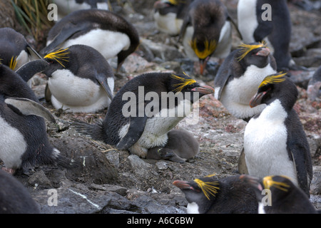 Makkaroni Penguin Eudyptes Chrysolophus Rookery Cooper Bay South Georgia Antarktis Januar 2007 Stockfoto