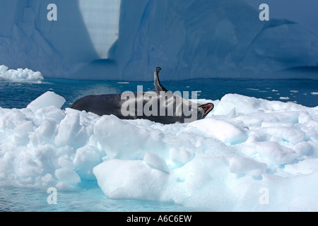 Leopard seal Hydrurga Leptonyx holte auf Eisscholle Süd-Orkney-Inseln-Antarktis Januar 2007 Stockfoto