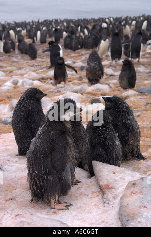 Adelie Pinguin Pygoscelis Adeliae Rookery mit gefrorenen Küken Paulet Insel Antarktis Januar 2007 Stockfoto