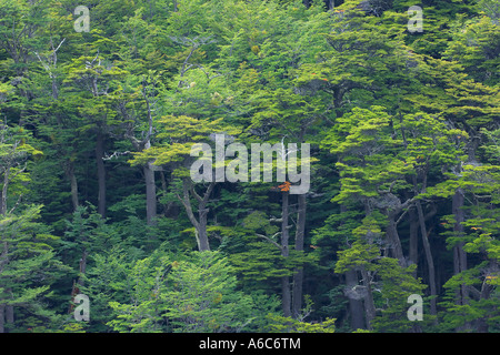 Lenga Nothofagus Pumilio Bäume im südlichen Buche gemäßigten Regenwaldes Tierra del Fuego Nationalpark Argentinien Janu Stockfoto