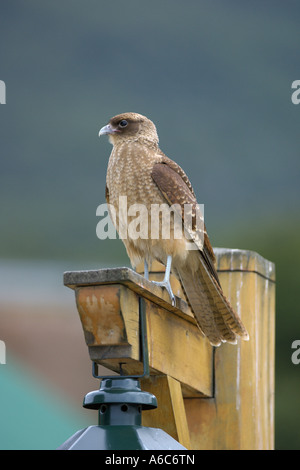 Chimango Caracara Milvago Chimango auf der Suche Ushuaia Tierra del Fuego Argentinien Januar 2007 Stockfoto