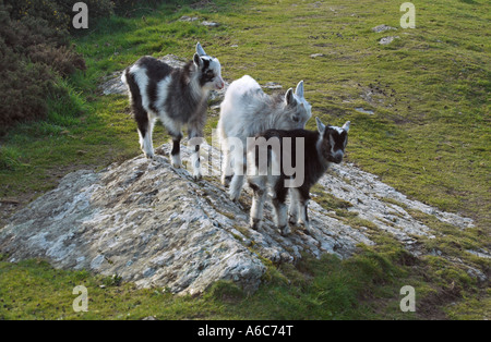 Kid Ziegen im Tal des Rocks, North Devon Stockfoto