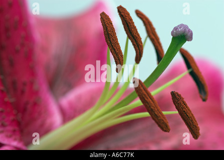 Stargazer Lilie Blume zeigt Staubgefäße und Staubbeutel Stockfoto
