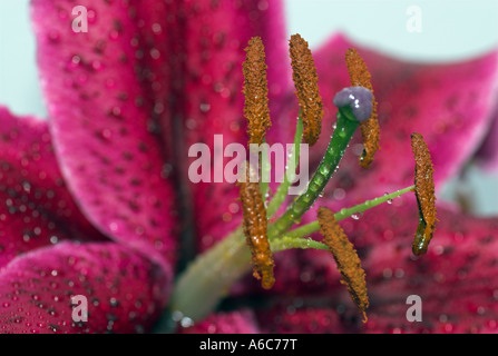 Stargazer Lilie Blume zeigt Staubgefäße und Staubbeutel Stockfoto