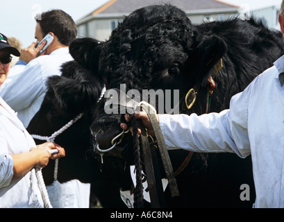 ANGLESEY SHOW GWALCHMAI Nord-WALES UK August einer der schwarzen walisischer Stier Teilnehmer Stockfoto