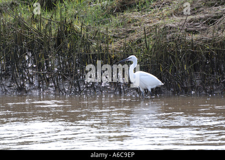 Kleiner Reiher Egretta Garzetta waten im seichten schlammigen Wasser auf der Suche nach Nahrung Stockfoto