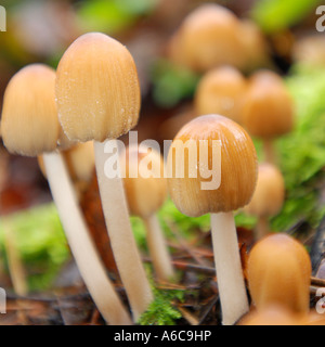 Große Gruppe von jungen glitzernde Tinte Cap Pilze Corprinus MicaceusWith glänzend Kapitälchen und bedeckt mit kleinen Sand wie Körner Stockfoto