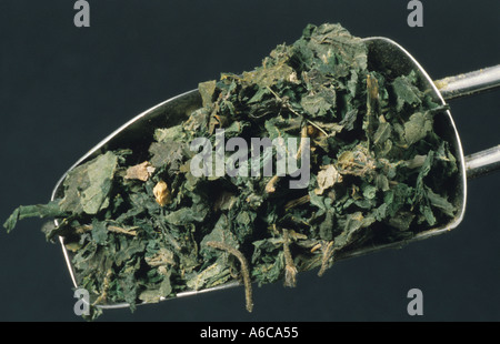 Urtica Dioica hiesiges Blätter Medicinale Verwendung Tee Brennessel Stockfoto