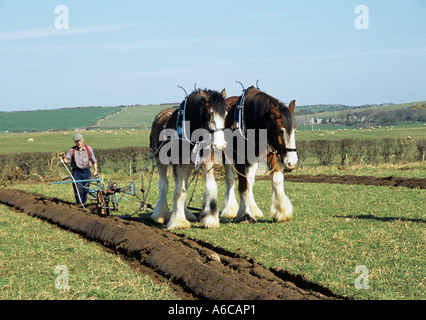 RHOSGOCH CEMAES ANGLESEY NORTH WALES UK März zwei braune und weiße Shire-Pferde ziehen alte Hand gehalten Pflug im Wettbewerb im Teila Cup Pflügen Match Stockfoto