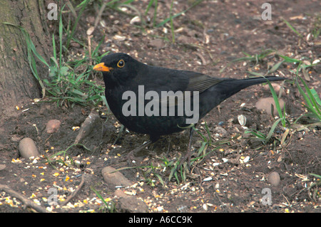 Männliche Amsel nach Samen auf dem Boden. (Turdus Merula). Stockfoto