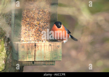 Männliche Gimpel thront auf einem Seed-Feeder. (Pyrrhula Pyrrhula). Stockfoto