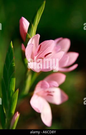 Rosa Blume Stockfoto