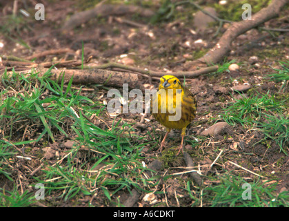 Goldammer Fütterung On The Ground (Emberiza Citrinella) Stockfoto