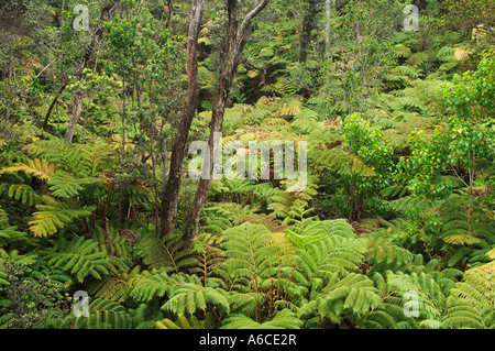 Baumfarn und Ohia Baum native Regenwald bei Thurston Lava Tube Hawaii Volcanoes National Park Insel Hawaii Stockfoto