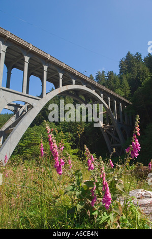 Kap-Creek-Brücke im Devils Elbow State Park an der Küste Oregons Stockfoto