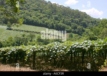 Optionen-Lage: Caxias do Sul - Rio Grande do Sul Brasil Stockfoto