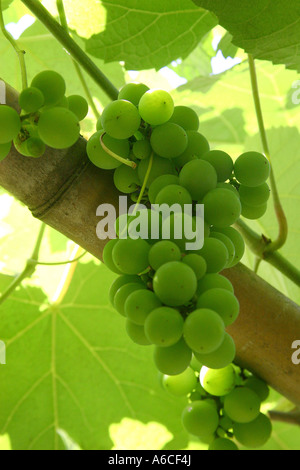 Optionen-Lage: Caxias do Sul - Rio Grande do Sul Brasil Stockfoto