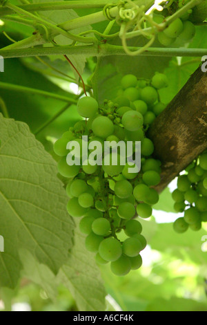 Optionen-Lage: Caxias do Sul - Rio Grande do Sul Brasil Stockfoto