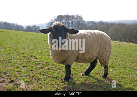 Suffolk-schwarze konfrontiert Schafe Stockfoto