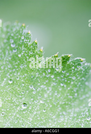 Wassertropfen auf Green Leaf von Alchemilla mollis Stockfoto