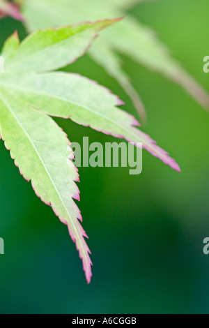 Japanischer Ahornblatt "Acer Palmatum" Stockfoto