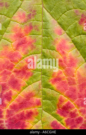 Herbstblatt-Detail Stockfoto